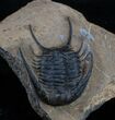 Rare Chlustinia Trilobite - Large Specimen #3759-4